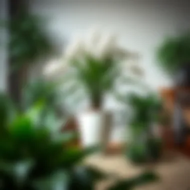 Magnificent Exploring White Flower House Plants: A Comprehensive Guide