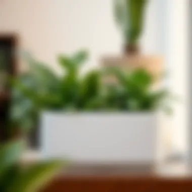 A well-maintained rectangle flower pot showcasing healthy plants