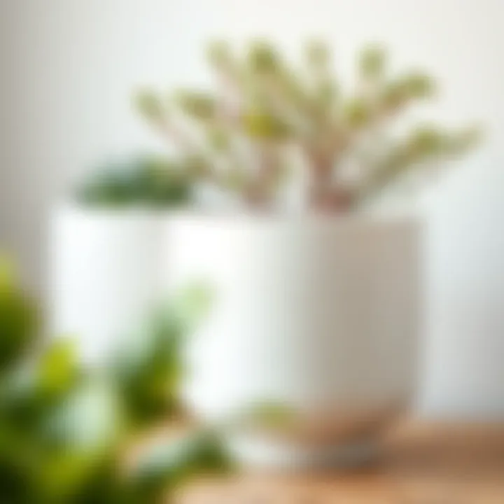 Sustainable ceramic planter with greenery